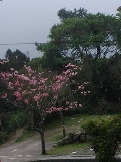 7153櫻花道上的櫻花