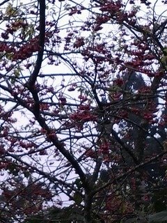 7156櫻花道上的櫻花