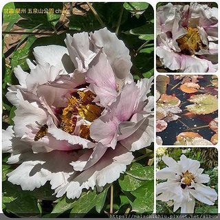 1120430甘肅 蘭州-五泉山公園 中山橋 白塔山公園 大衆巷 拼圖(3).jpg