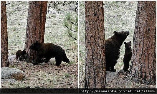 bear