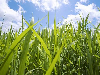 grass-and-sky22307