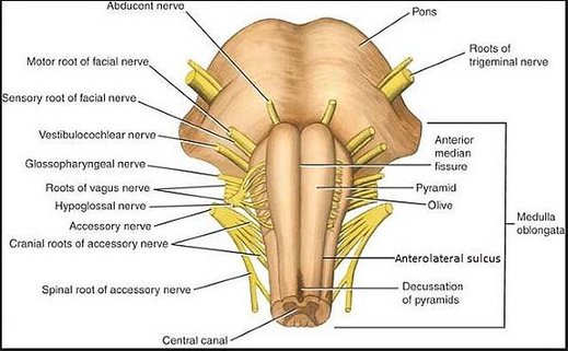 brainstem teachinganatomy.blogspot.com.JPG