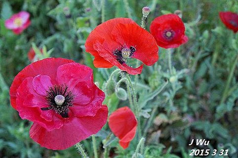 front yard poppy (13).JPG