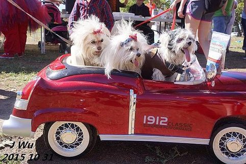 20151031 Dog Parade (1).JPG
