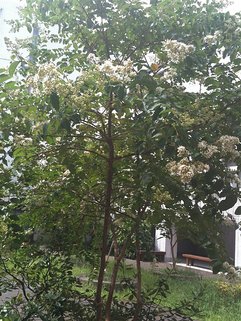 20100811 011.jpg