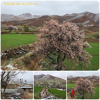 1120422青海 貴德-甘南 北溝台-夏河 甘加 白石崖寺院 拼圖(3).jpg