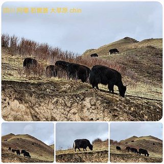 1120424甘南 郎木寺-四川 若爾蓋 花湖-若爾蓋大草原-黃河第一灣 拼圖(27).jpg