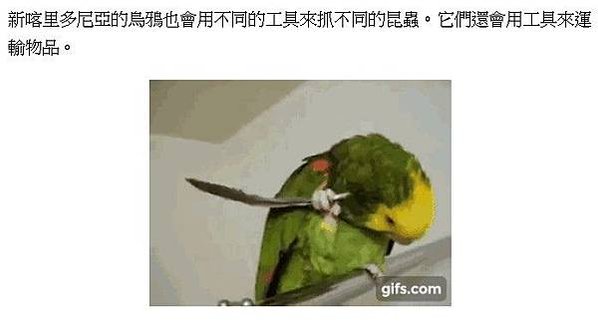 黑猩猩文化行為-越來越笨/地球上最聰明的15種動物昆蟲/黑猩