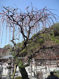 DSCN0681.JPG
