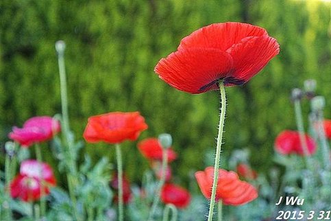 front yard poppy (16).JPG