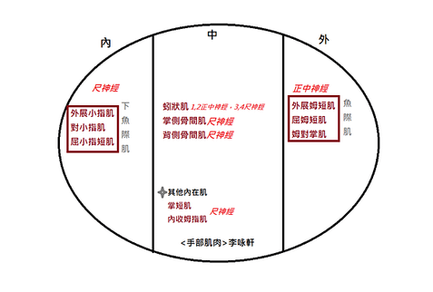 手部肌肉1.png