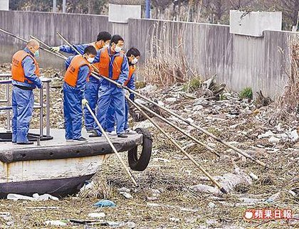 黃浦江撈3千死豬_002