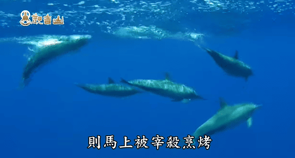 哪裡可以參與每月放生活動？觀音山最新2025放生活動訊息！