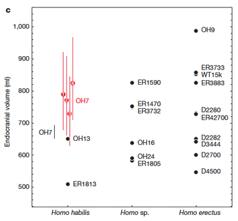 Endocranial volume