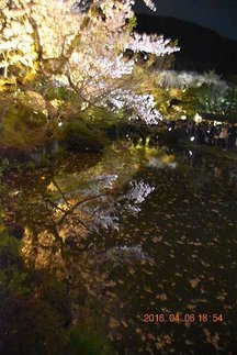 2016-04-06  京都清水寺夜櫻   246.JPG