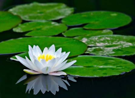 http://www.teachenglishinasia.net/asiablog/asian-water-lilies-and-lotus-flowers