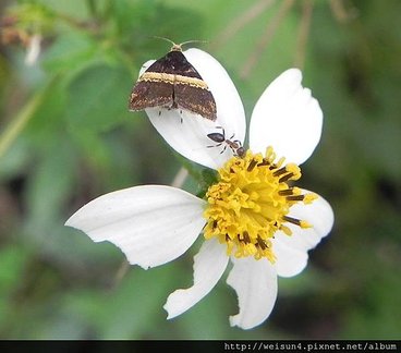 昆蟲綱_鱗翅目_舞蛾科_基紋桑舞蛾_桃園-石門山_20151018.JPG