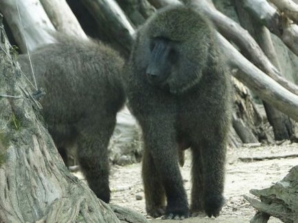 baboon.jpg