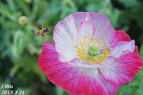 front yard poppy (22).JPG