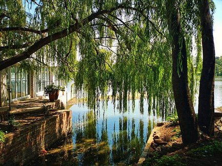 calm-body-of-water-under-green-leaf-tree-2097124 (1).jpg