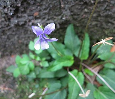 1040219萬里忠福宮_菲律賓小蓳菜.jpg