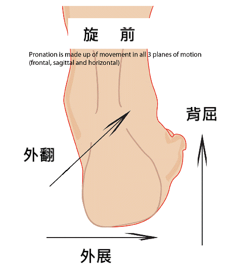 normal-pronation.gif