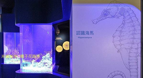 澎湖水族館, 澎湖全新開幕室內親子景點,澎湖 海底隧道, 澎湖 海龜