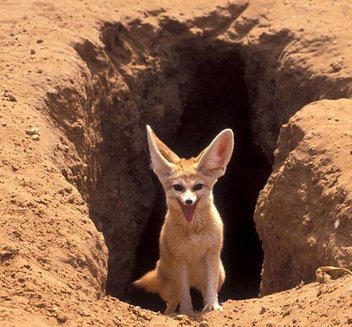 Fennec-fox-7.jpg