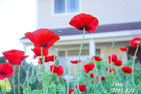 front yard poppy (18).JPG