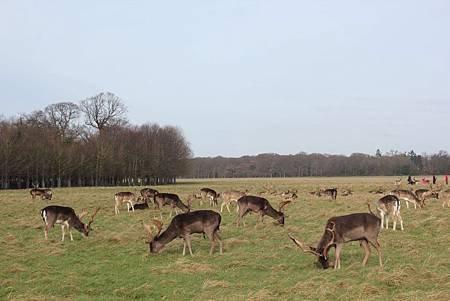 IMG_0911 (鳳凰公園）.JPG