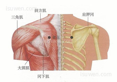 膏肓穴.jpg