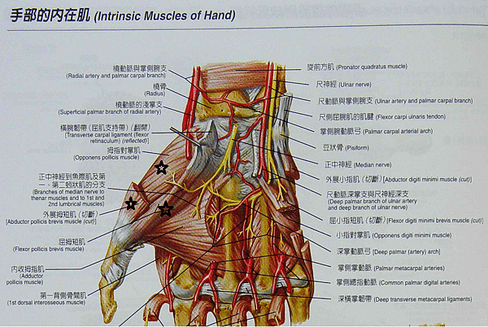 手部肌肉外側.png