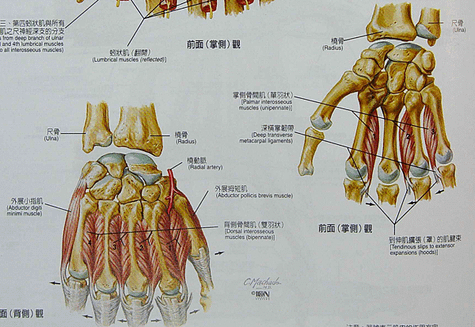 背側掌側骨間肌.png