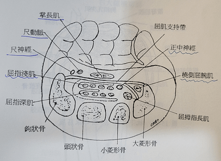 屈肌支持帶.png