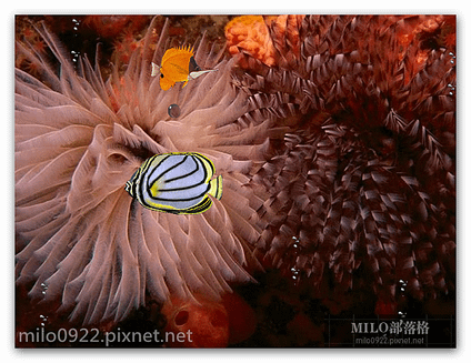 熱帶魚 小畫面Aquarium  milo0922.pixnet.net__005_