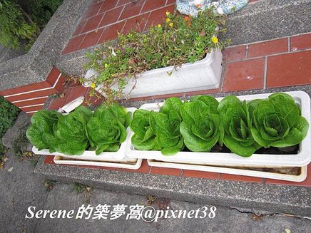 Romaine Lettuce1.jpg
