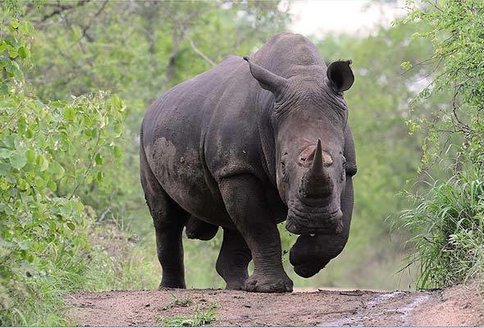 1-white-rhino-gc590a.jpg