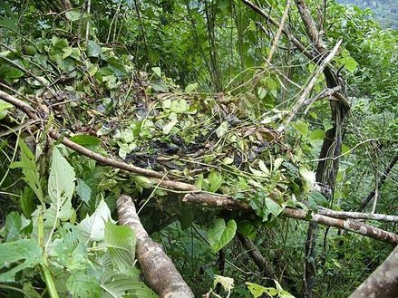 Gorilla_nest_in_the_Mawambi_HIlls.jpg