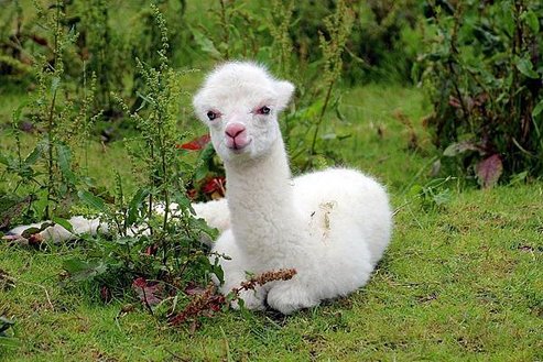 alpaca-1531980_1280.jpg