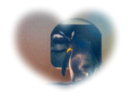 penquin.jpg