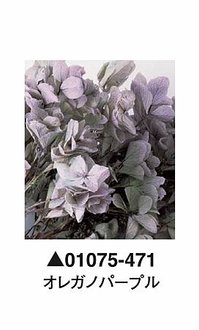 大地農園01075-471_繡球花哪裡買_繡球花介紹_永生花專賣_永生花推薦_愛意花坊-2022.jpg