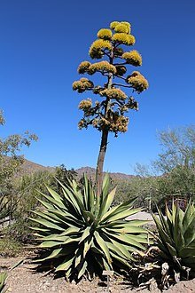 220px-Maguey_agave_plant_with_blossoms-2