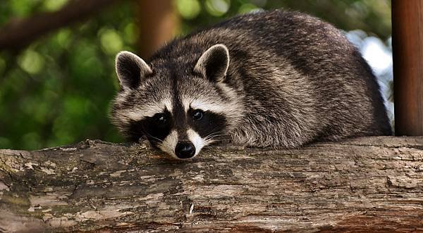 raccoon-3537985_1920