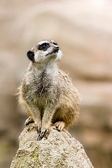 220px-Suricata.suricatta.6861