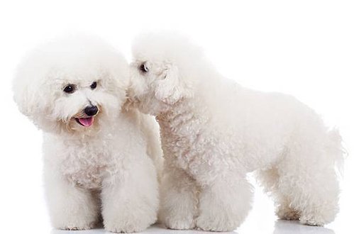 bichon-frise