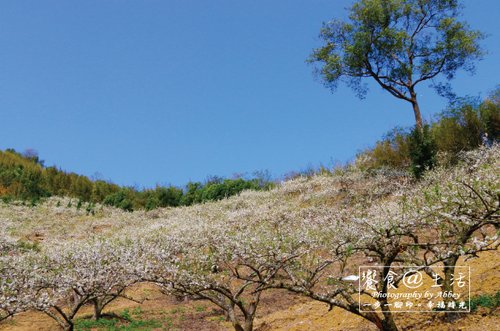 4.201702苗栗獅潭賞李花秘境-鄰近獅潭蓮臺山-1.jpg