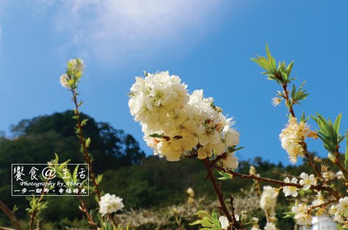 4.201702苗栗獅潭賞李花秘境-鄰近獅潭蓮臺山-3.jpg