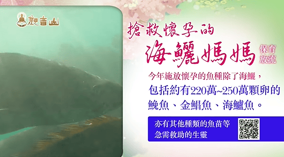 哪裡可以參與每月放生活動？觀音山最新2025放生活動訊息！