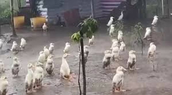 鴨子聽雷/鴨子避雨/鴨仔聽雷指鴨子聽到雷聲，並不知道是怎麼回