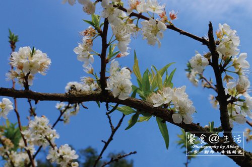 4.201702苗栗獅潭賞李花秘境-鄰近獅潭蓮臺山-5.jpg